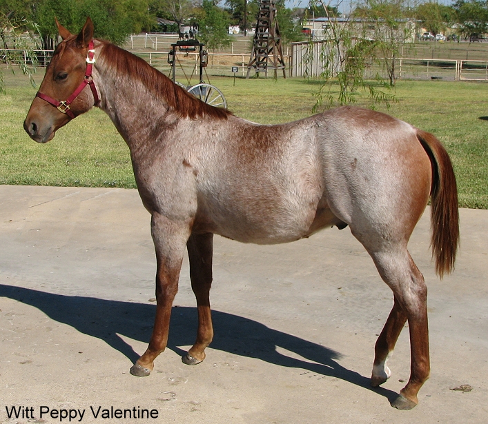 Witt's End Ranch Registered Paint Horses